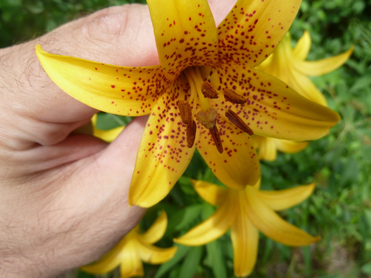 Transformational Gardening Canada Lily Wild Yellow Lily Meadow Lily Lilium Canadense Images