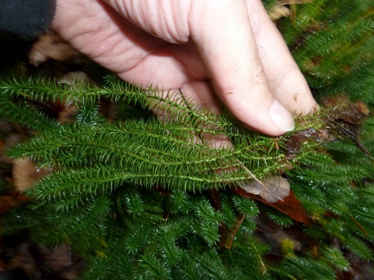 Transformational Gardening Stiff Clubmoss Bristly Clubmoss 