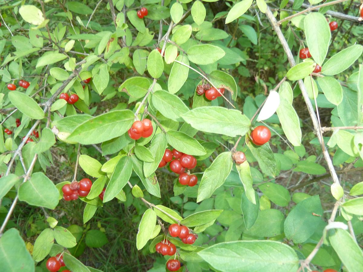 Transformational Gardening: Bell's Honeysuckle (Showy Fly Honeysuckle ...